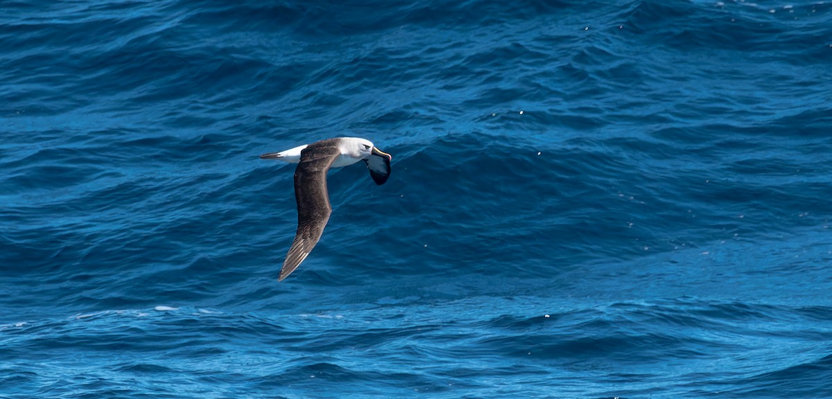 Atlantik Sarı Gagalı Albatrosu - ML616252344