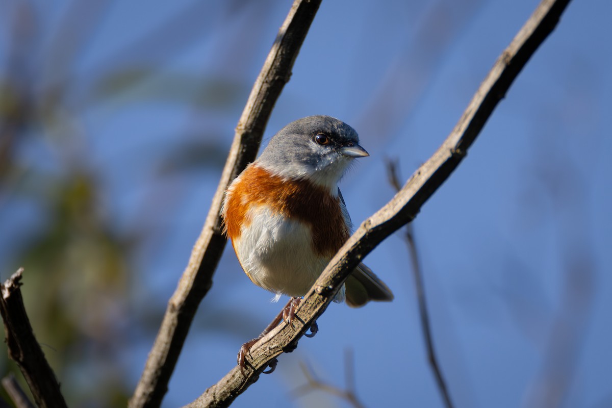 Bay-chested Warbling Finch - ML616252591