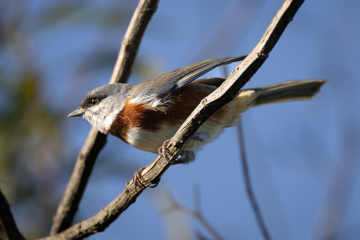 Bay-chested Warbling Finch - ML616252593