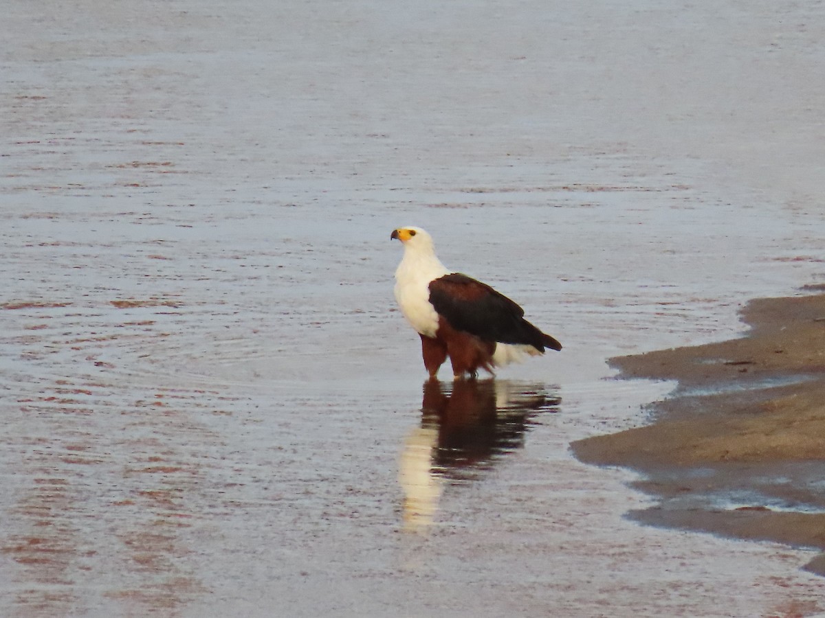 African Fish-Eagle - ML616252652