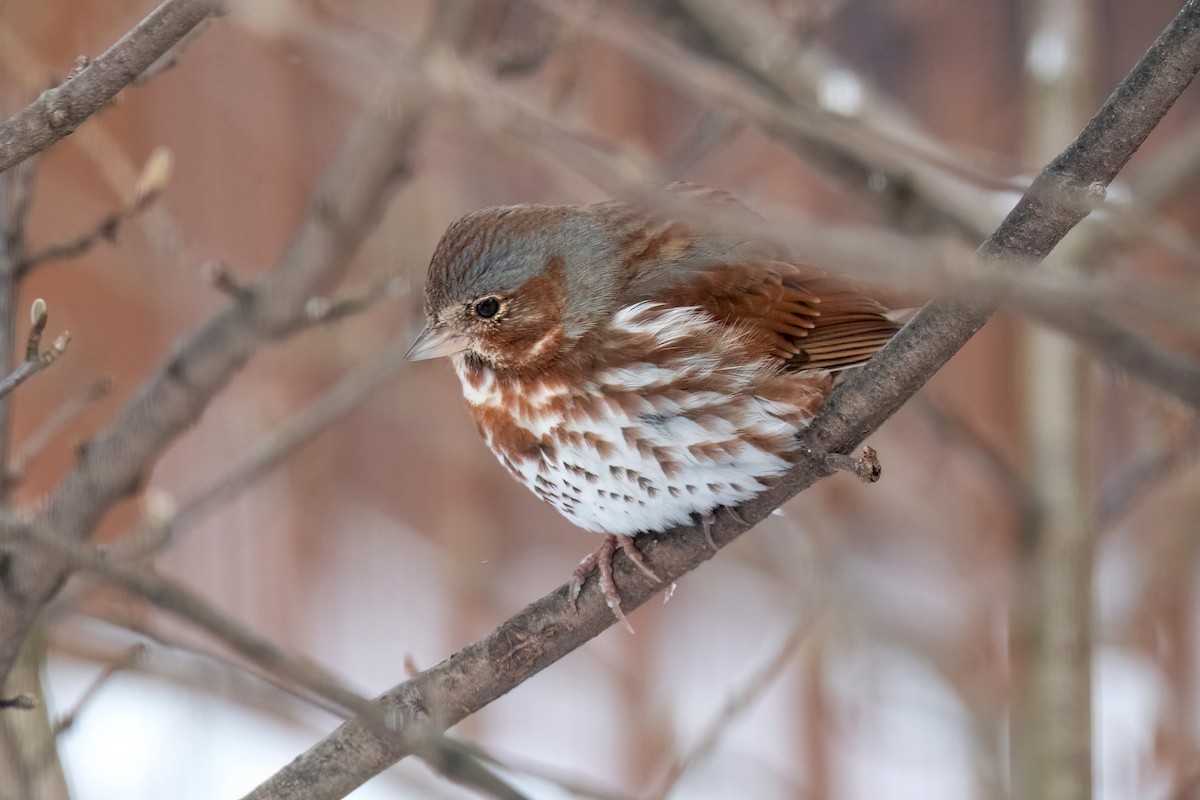 Fox Sparrow (Red) - Sue Barth