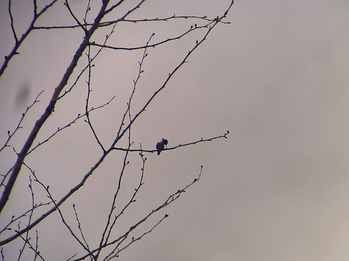 Costa's Hummingbird - ML616252831