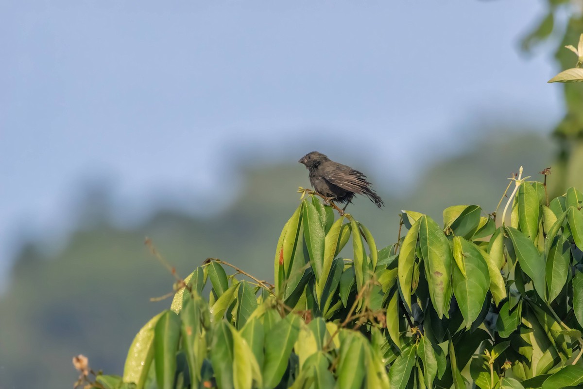 Sooty Grassquit - Alejandro Pinto_TanagerPhotoTours