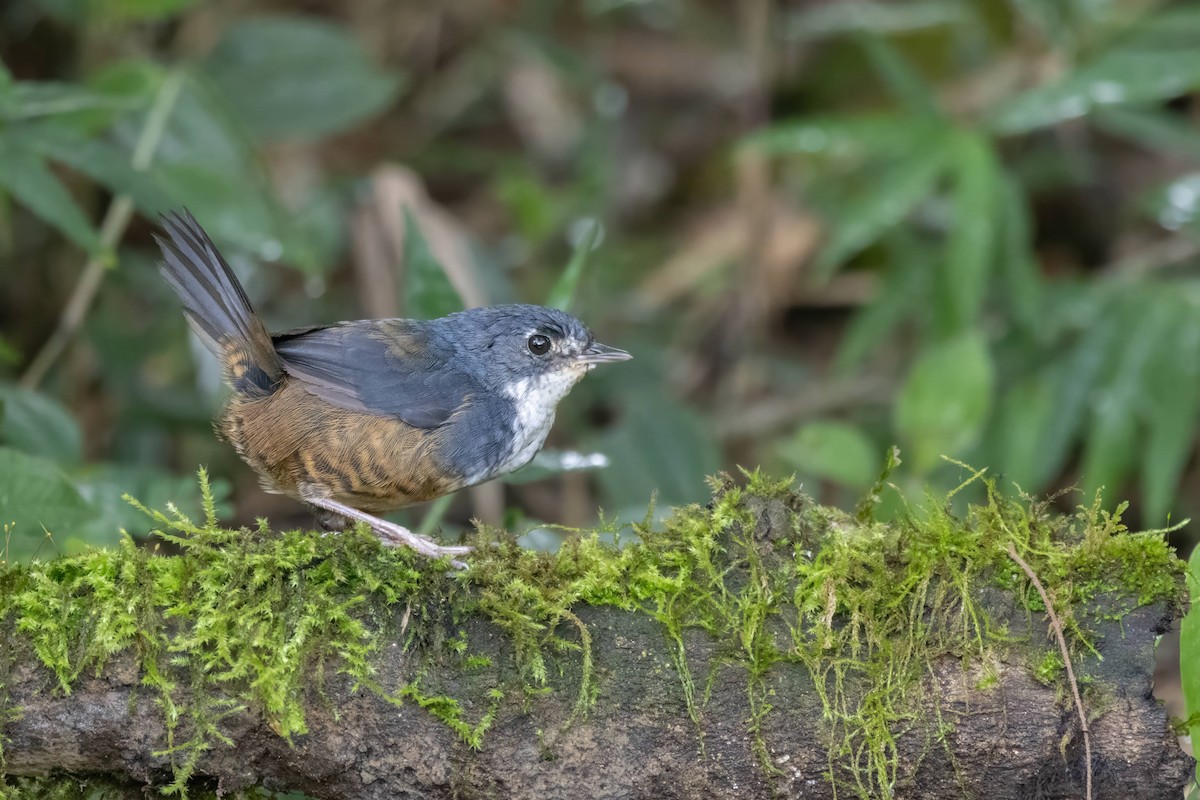 White-breasted Tapaculo - ML616252917