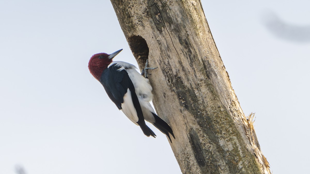 Red-headed Woodpecker - ML616252975