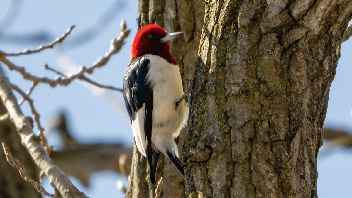 Red-headed Woodpecker - ML616253047