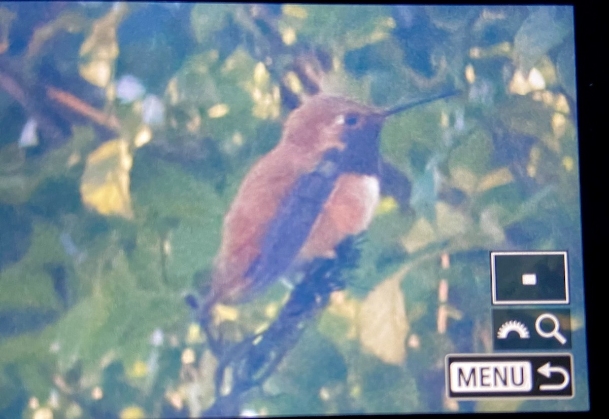 Rufous Hummingbird - ML616253050