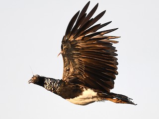  - Horned Screamer