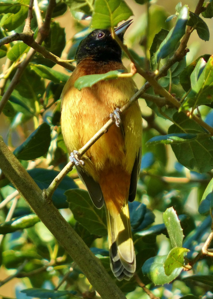 Orchard Oriole - ML616253192