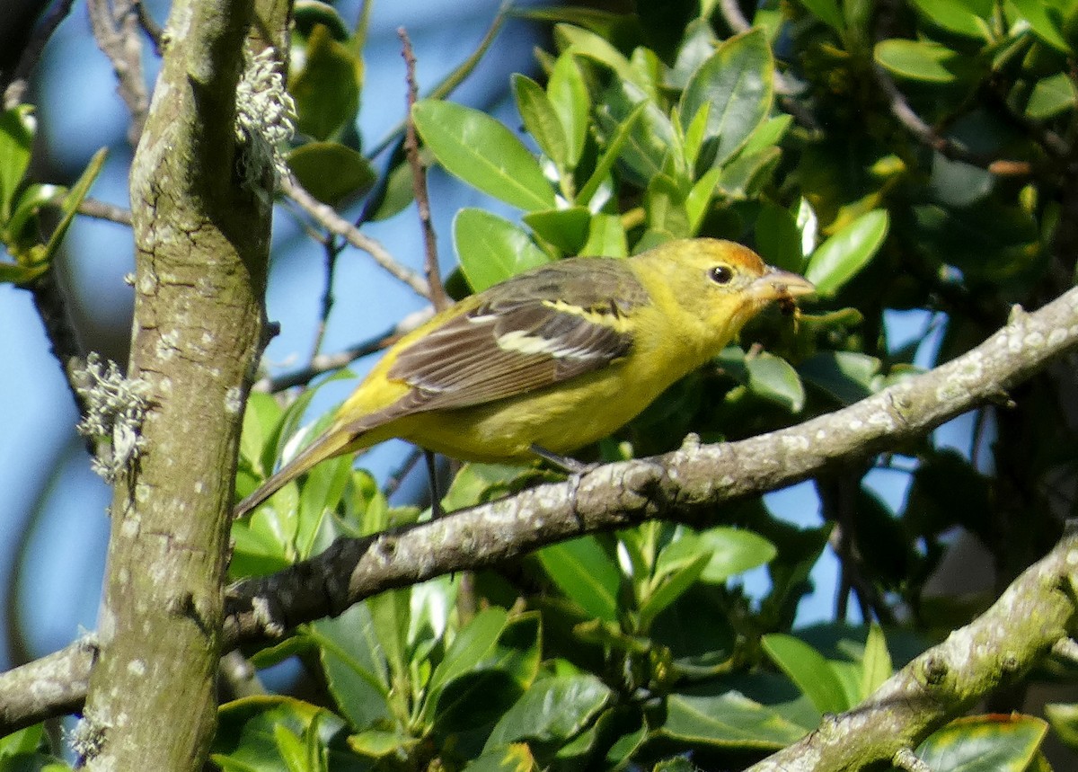 Western Tanager - ML616253196