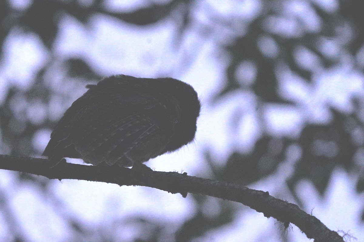 White-throated Screech-Owl - ML616253217