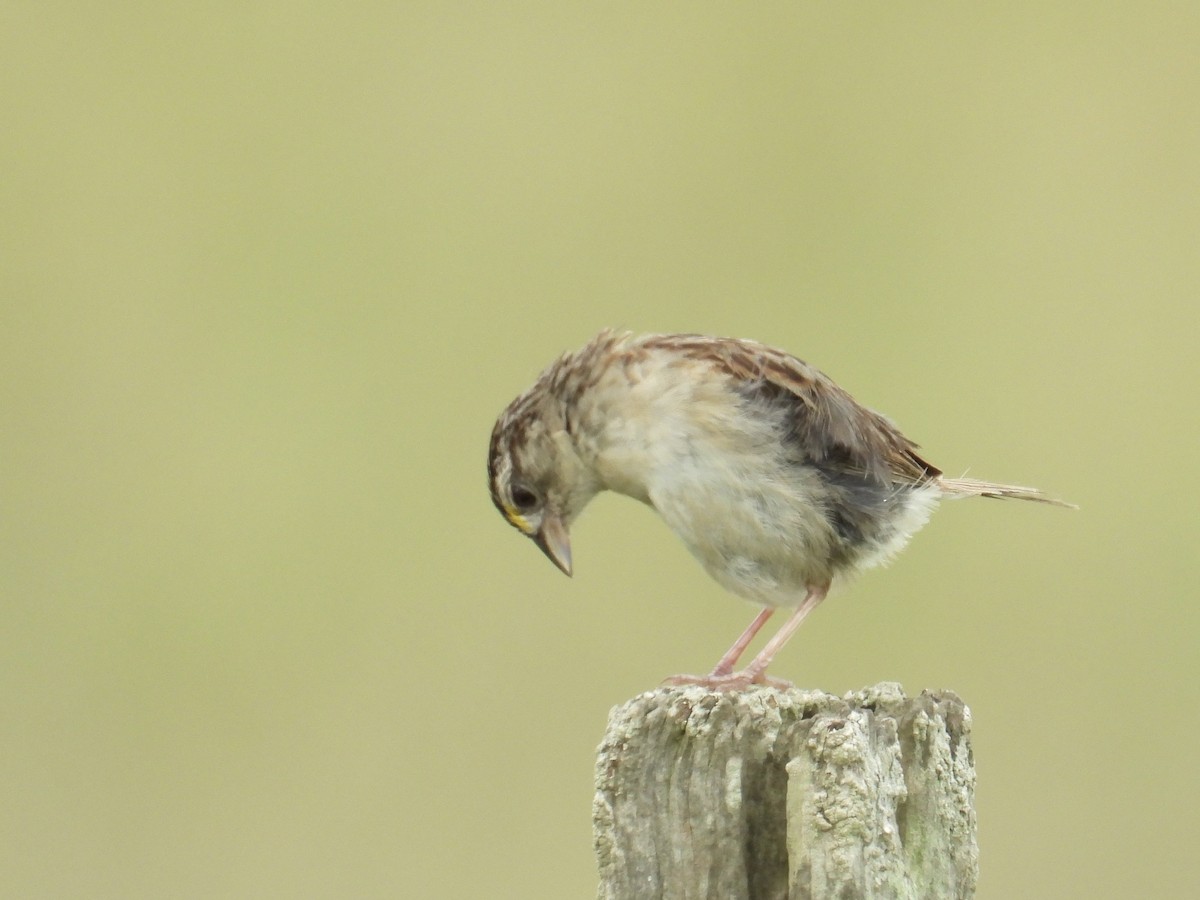 Grassland Sparrow - ML616253238