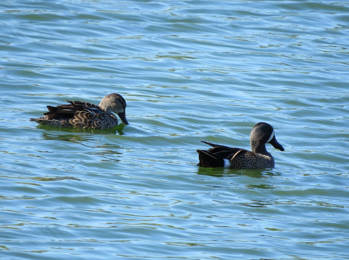 Blue-winged Teal - ML616253341