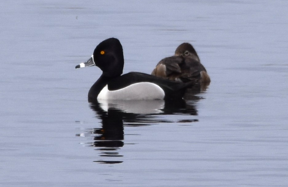 Ring-necked Duck - ML616253351