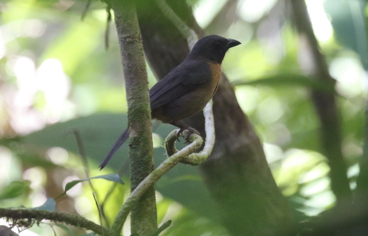 Black-cheeked Ant-Tanager - ML616253634