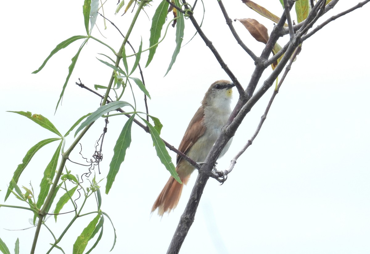 Yellow-chinned Spinetail - ML616253635