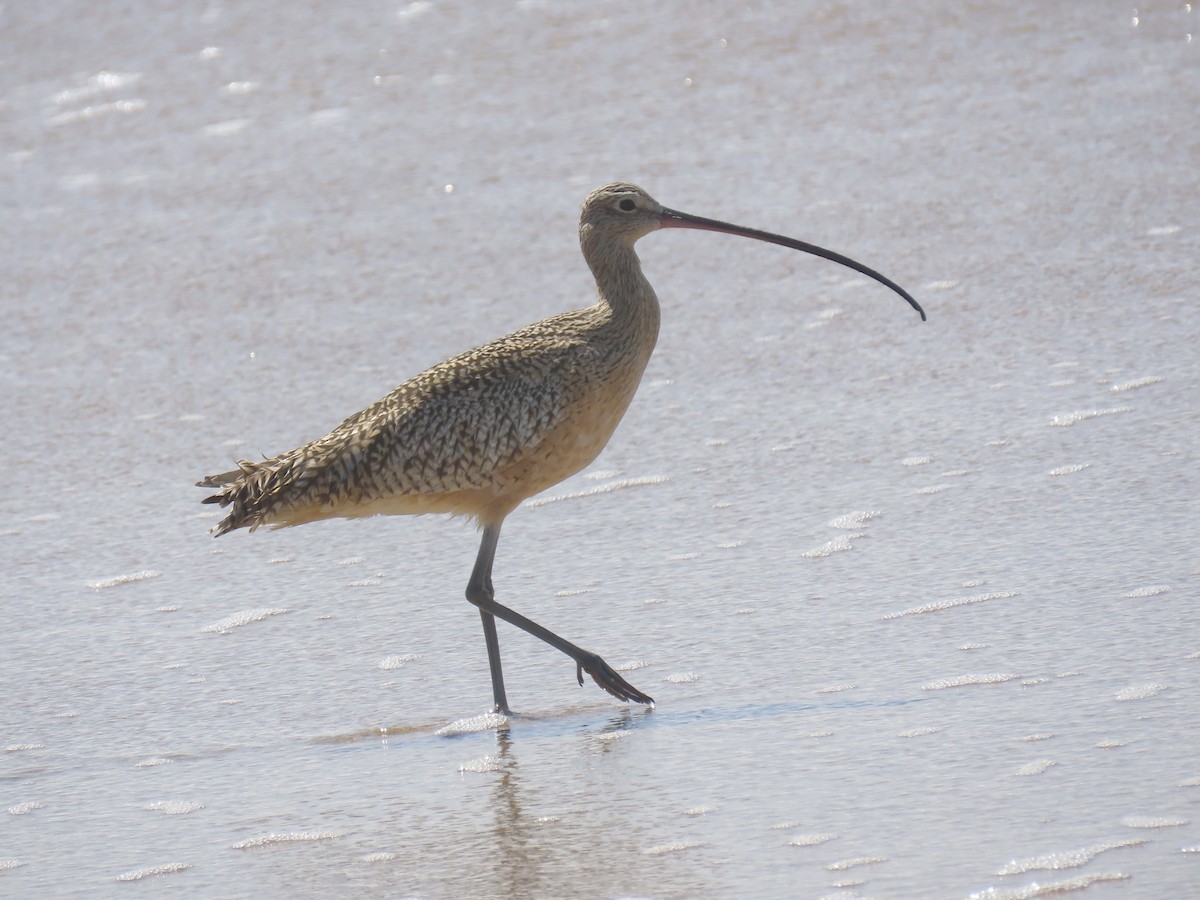 Long-billed Curlew - ML616253672