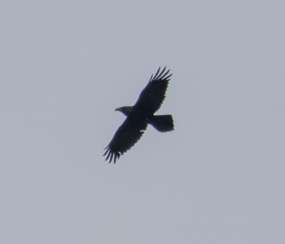 Common Raven - ML616253697