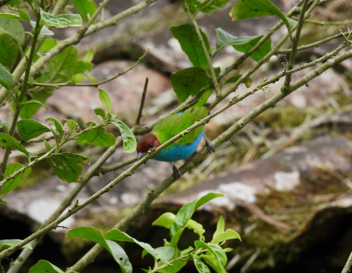 Bay-headed Tanager - ML616253833