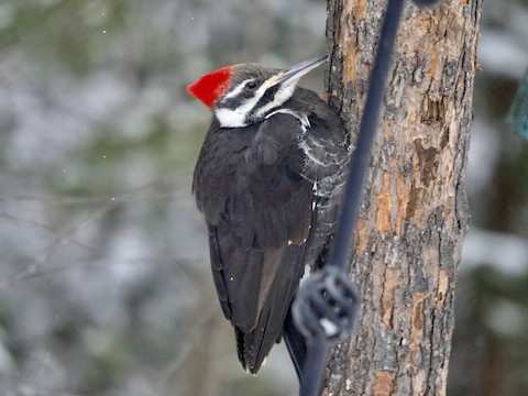 Top hotspots - Wisconsin, United States - eBird