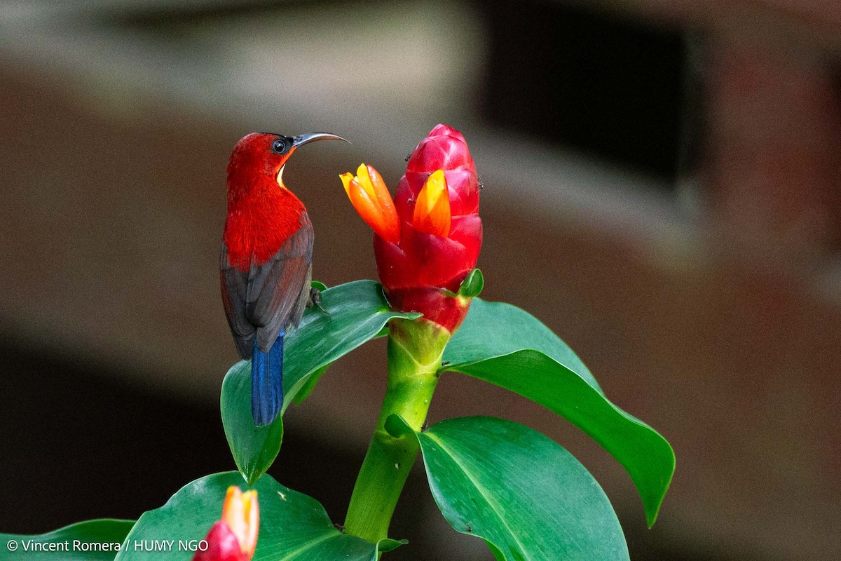 Crimson Sunbird (Sulawesi) - Vincent Romera