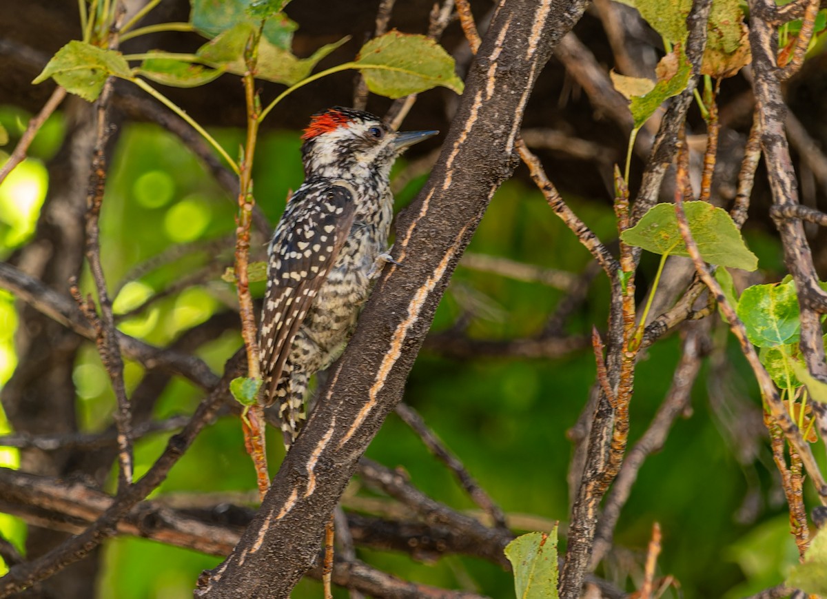 Striped Woodpecker - Nick Bray