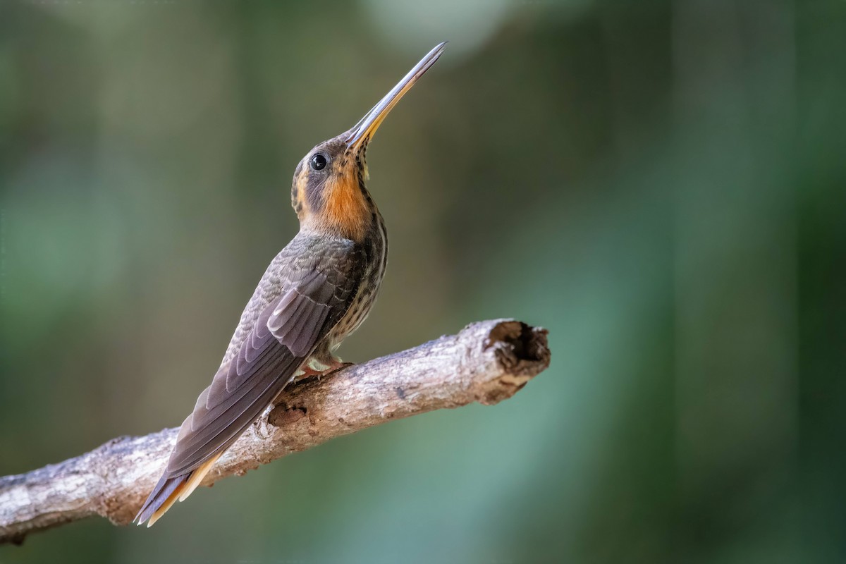 Saw-billed Hermit - Alejandro Pinto_TanagerPhotoTours