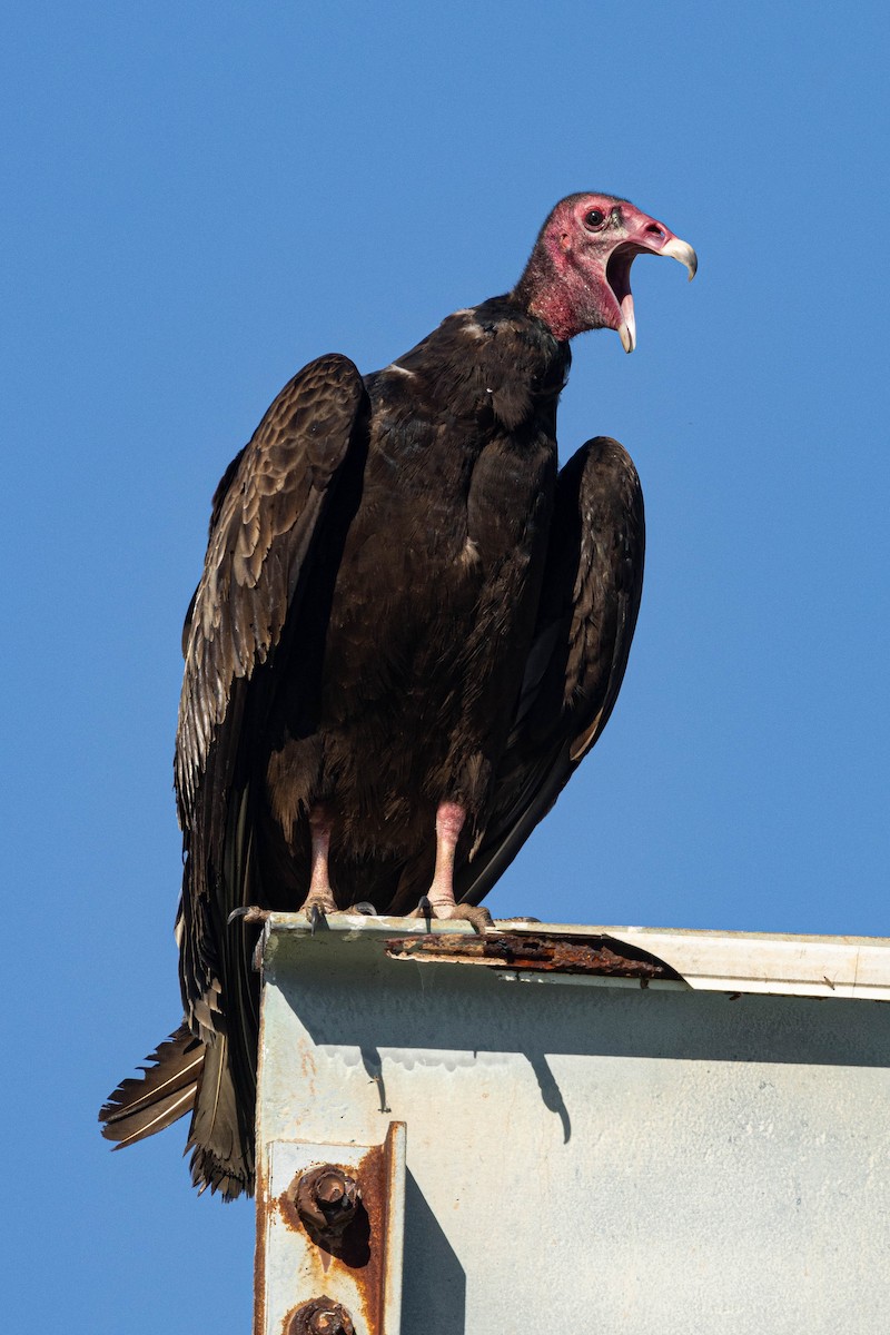 Turkey Vulture - ML616254265