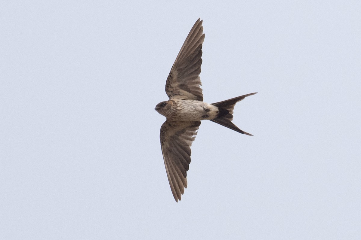 Red-rumped Swallow - ML616254361