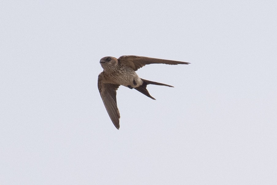 Red-rumped Swallow - ML616254362