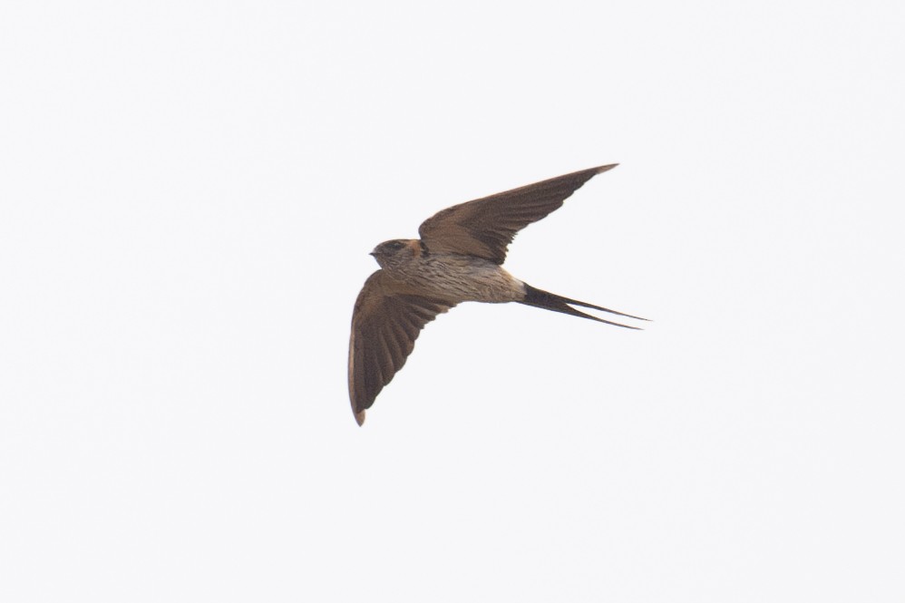 Red-rumped Swallow - ML616254363