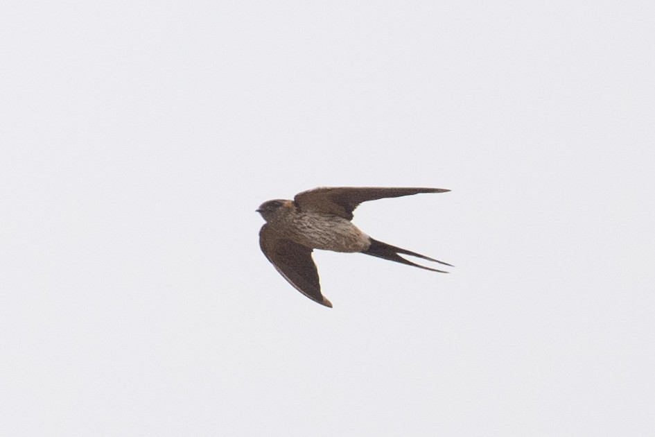 Red-rumped Swallow - ML616254366