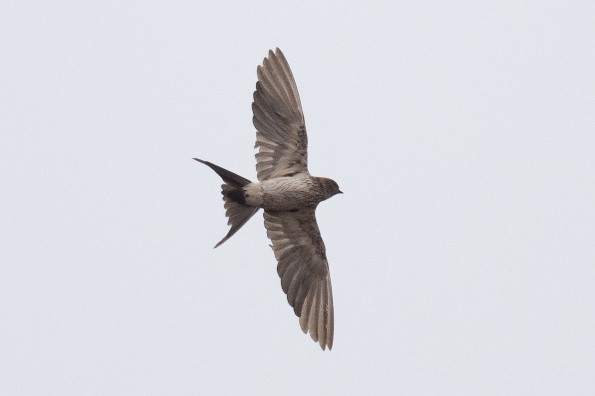 Red-rumped Swallow - ML616254370