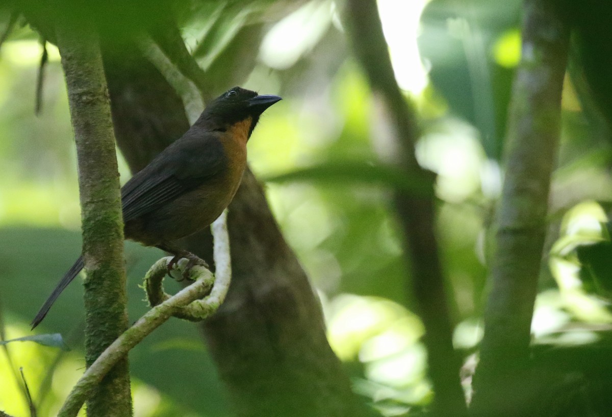 Black-cheeked Ant-Tanager - ML616254414