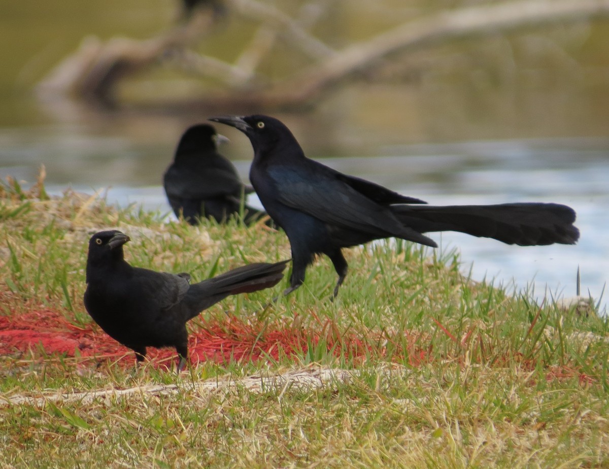 Great-tailed Grackle - ML616254441