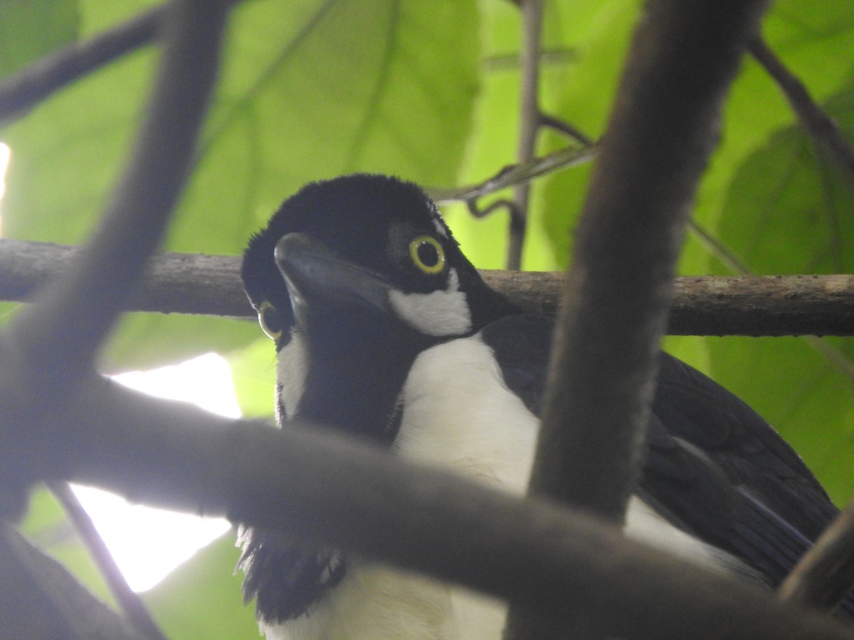 White-tailed Jay - Agustin Carrasco