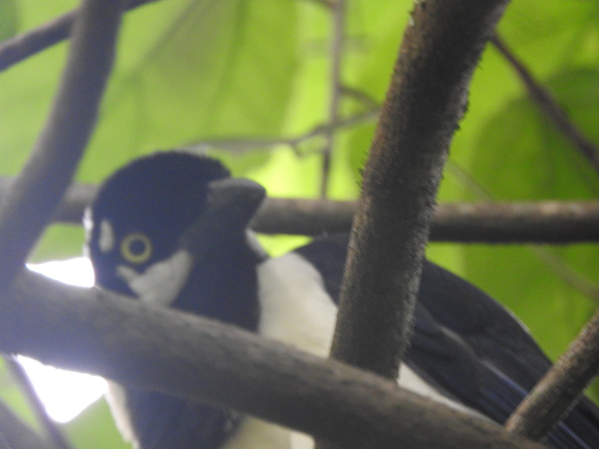 White-tailed Jay - Agustin Carrasco