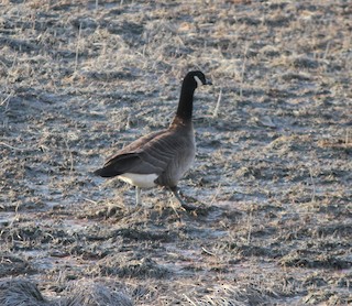 Cackling Goose, ML616254720