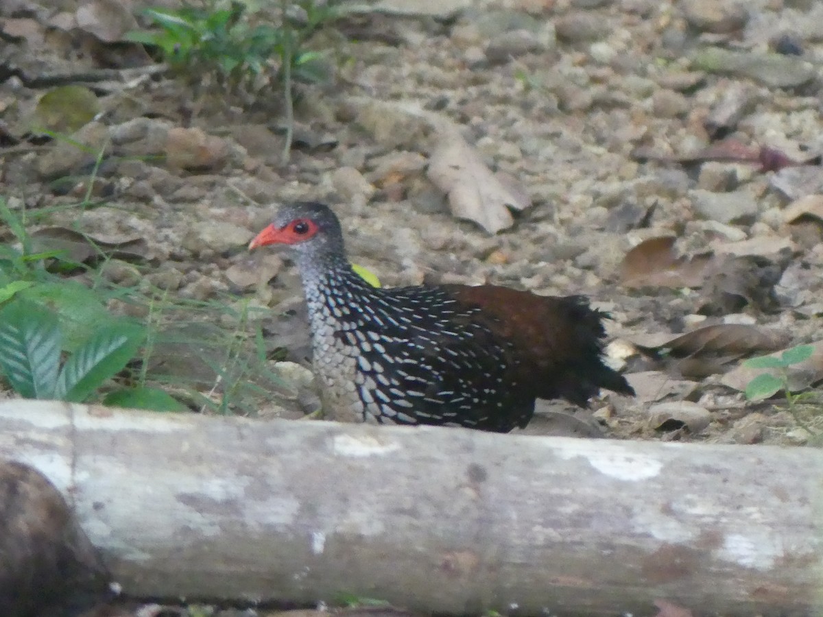 Цейлонская шпорцевая курица - ML616254859