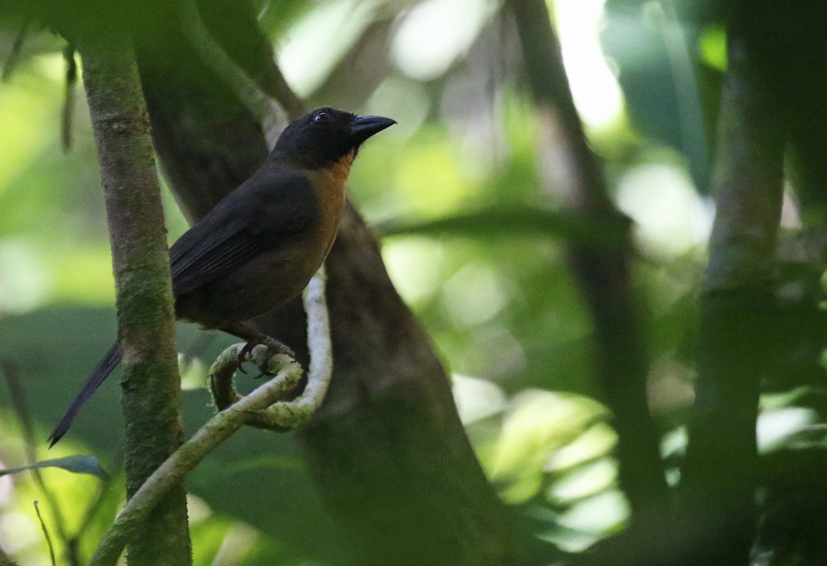Black-cheeked Ant-Tanager - ML616254911