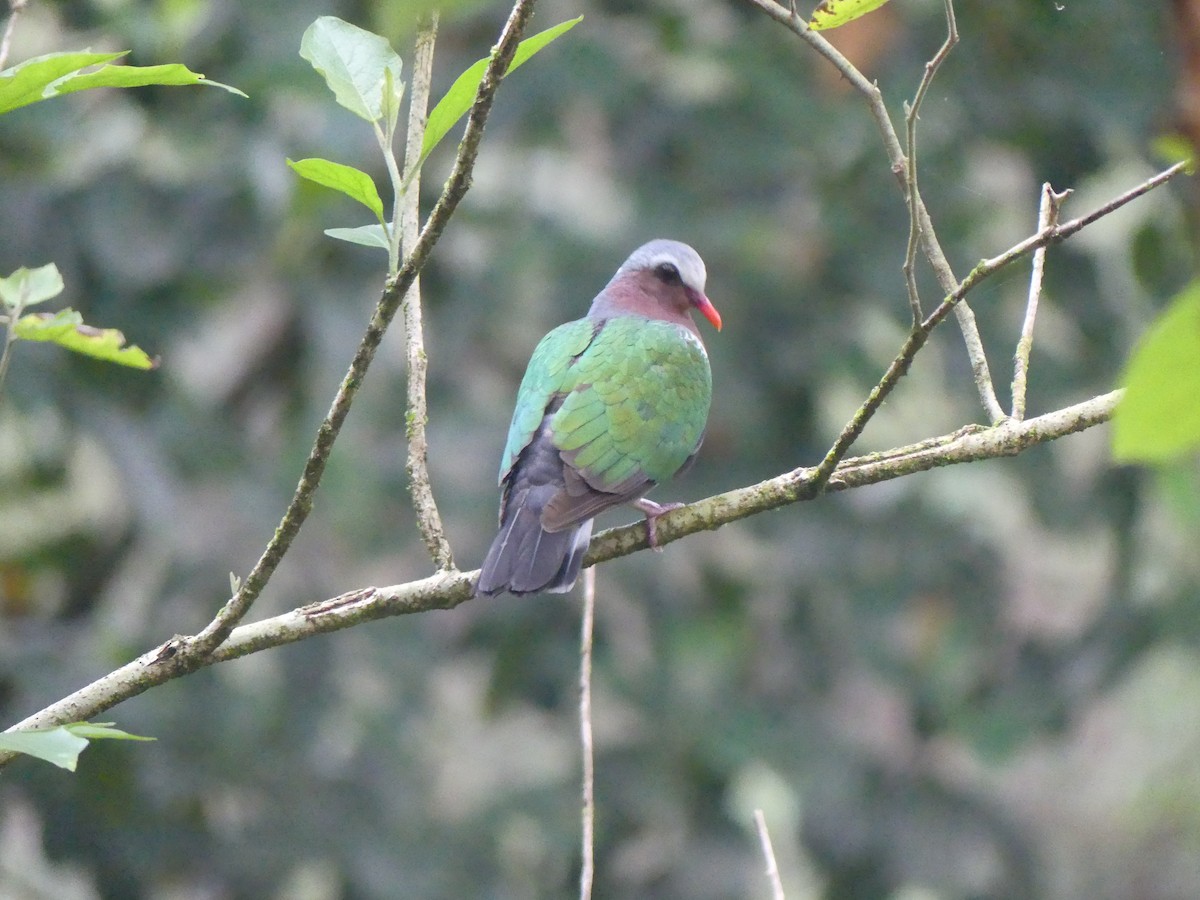 holub zelenokřídlý - ML616254966