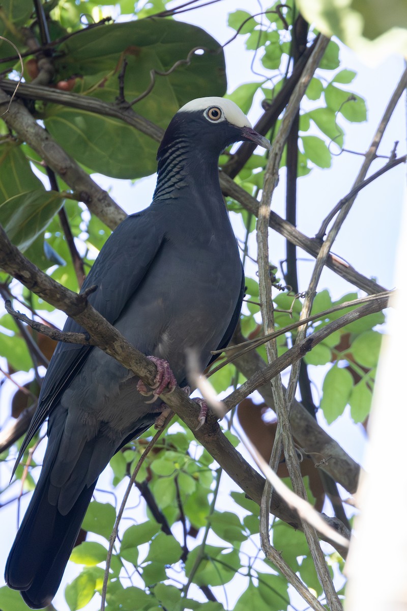 White-crowned Pigeon - ML616255127