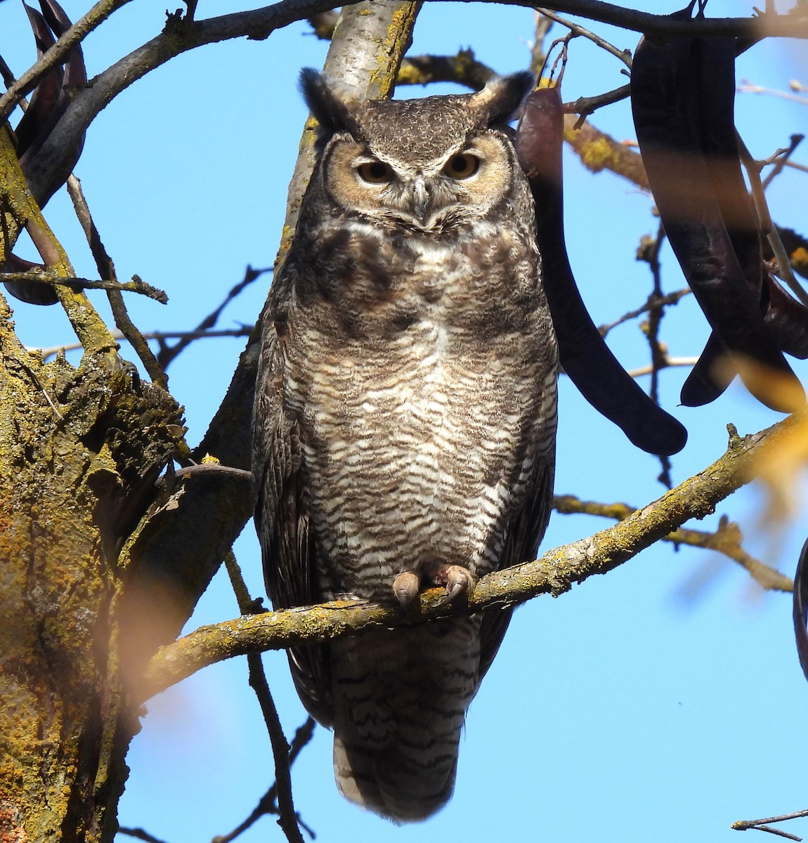 Great Horned Owl - ML616255225