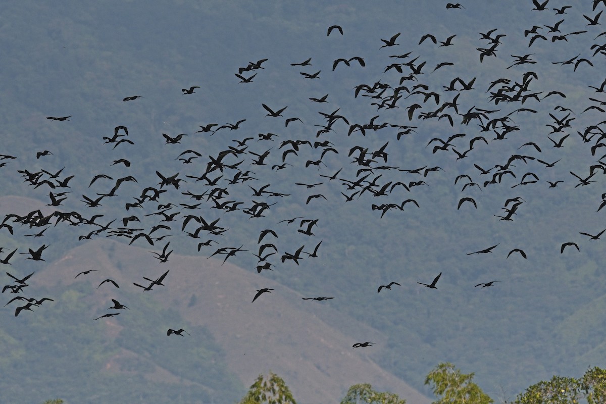 ibis hnědý - ML616255270