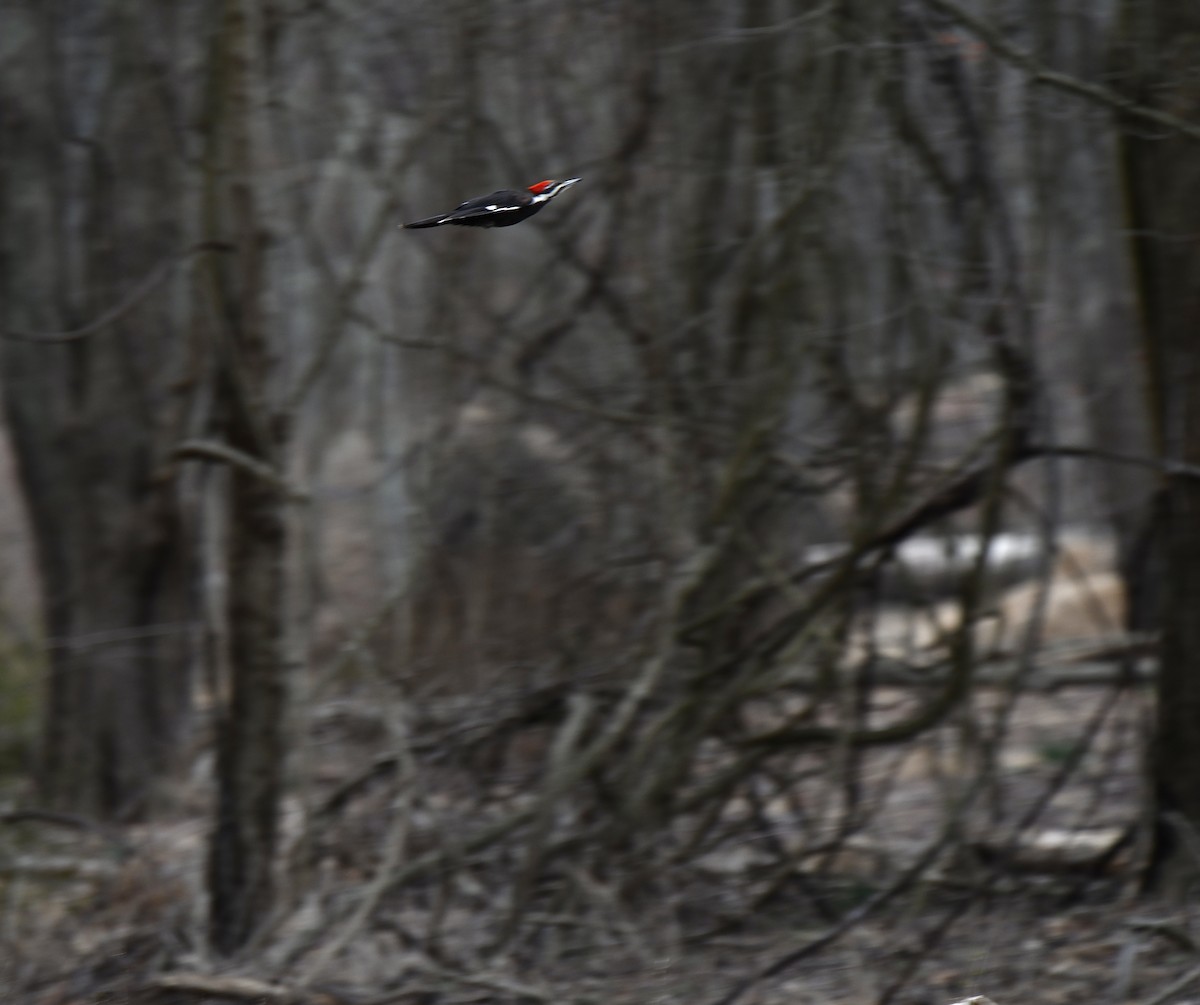Pileated Woodpecker - ML616255336
