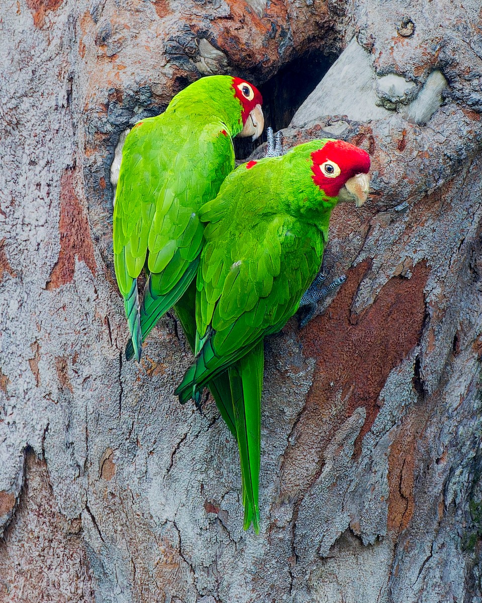 Guayaquil Papağanı - ML616255363