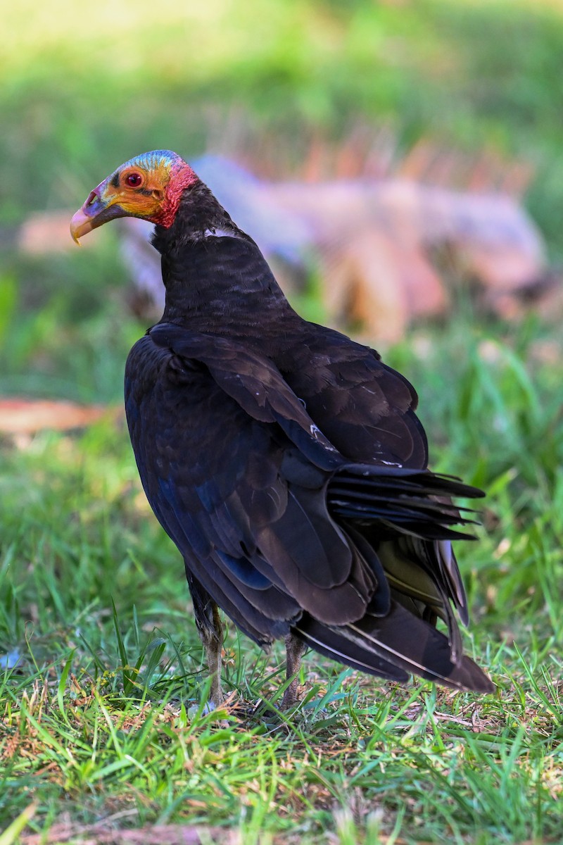Lesser Yellow-headed Vulture - Kenneth Franklin