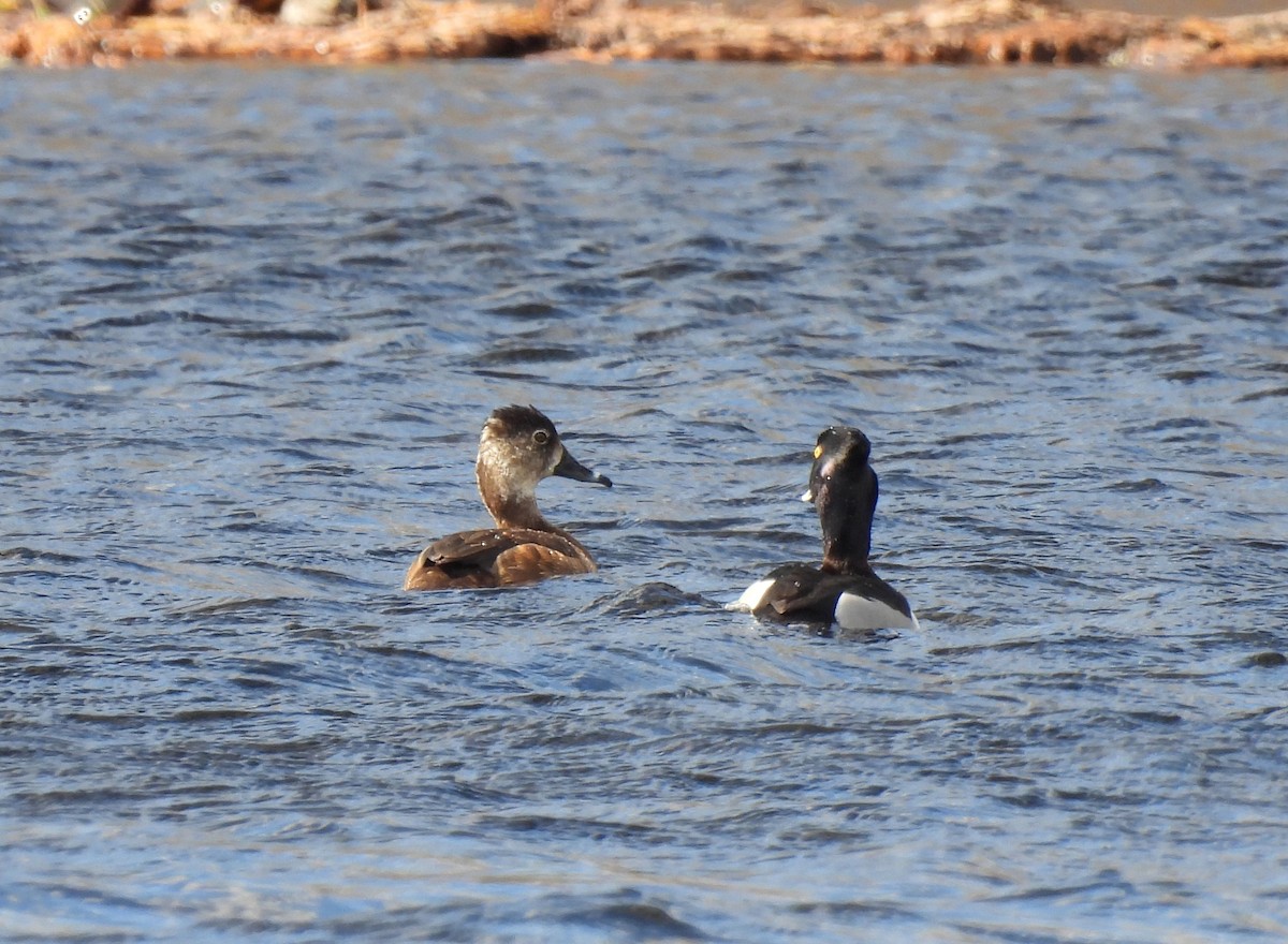 Mass Audubon eBird Checklist - 19 Mar 2024 - Stony Brook Wildlife ...