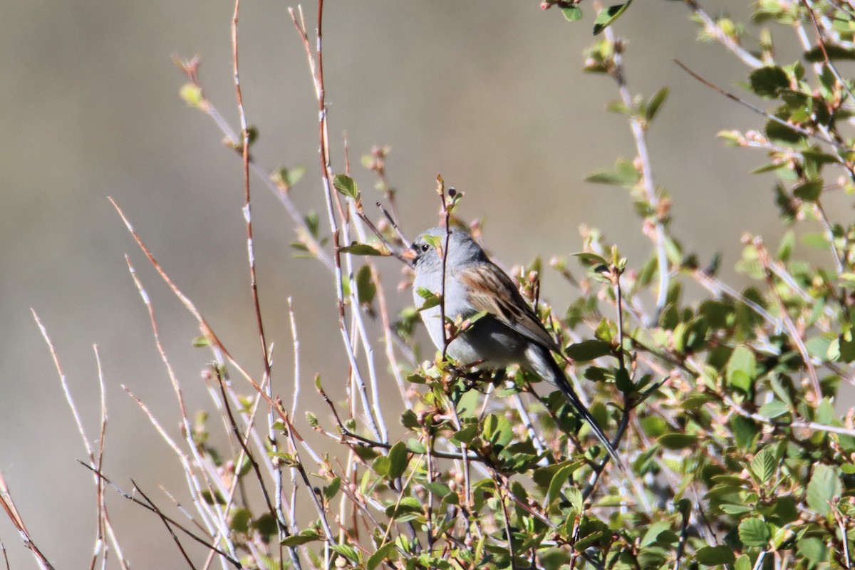 Black-chinned Sparrow - ML616255540
