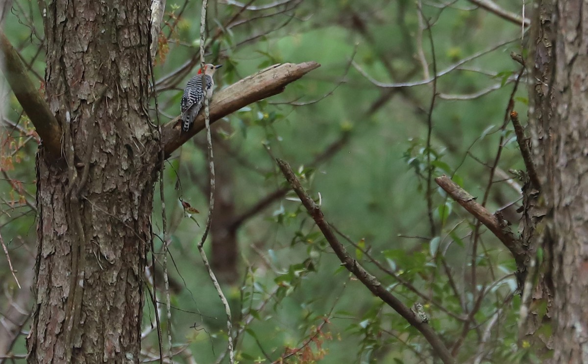 Red-bellied Woodpecker - ML616255566